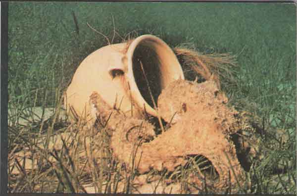 5a