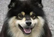 Suomen Lapin pystykorva