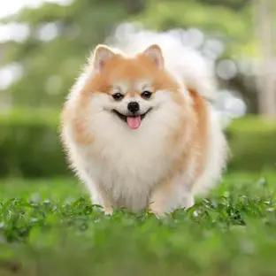 Pomeranian