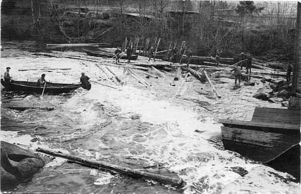 Rosenlevin uitto. Paltin tammen alapuoli 6.6.1935