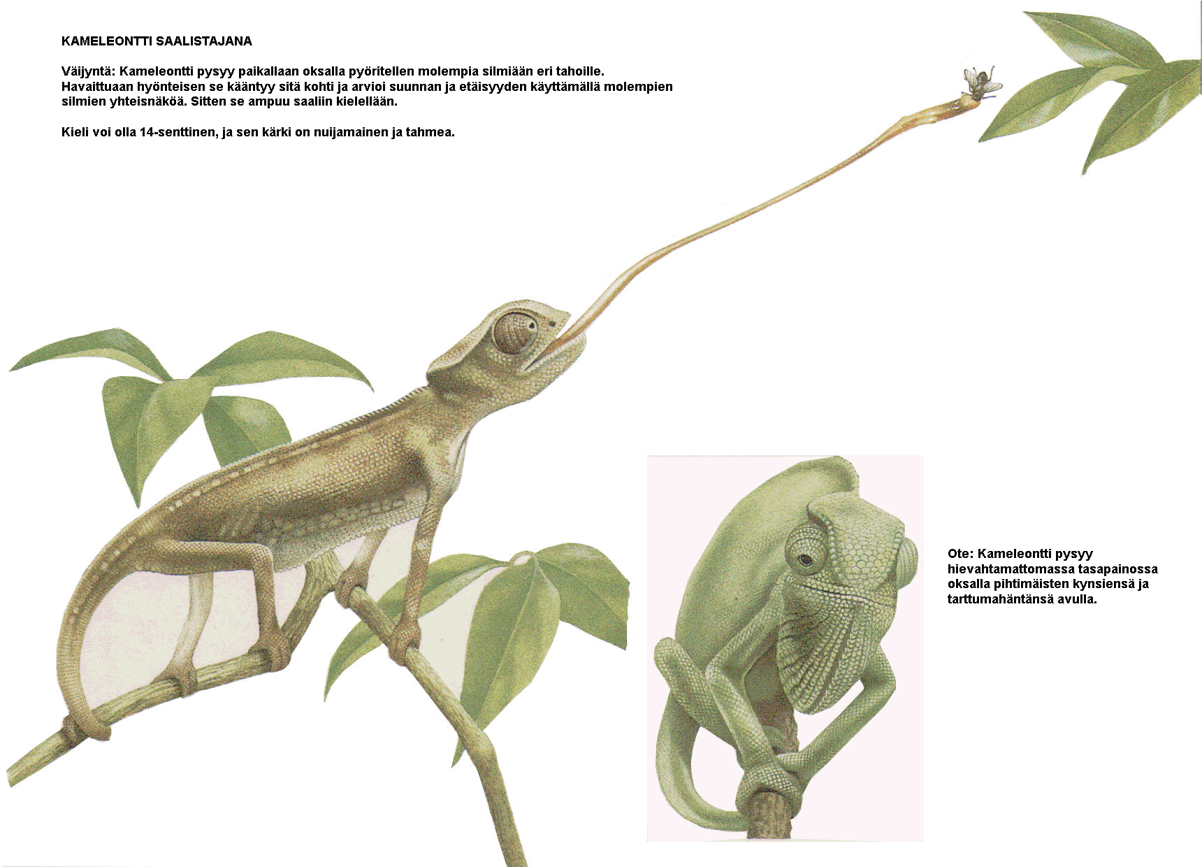 kameleontti