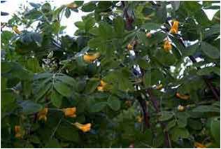 Koristepensas
